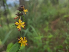 Triumfetta rhomboidea