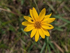 Helianthus occidentalis