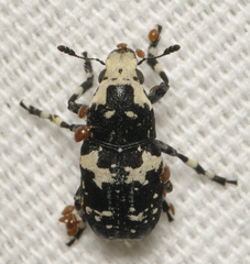 Euparius lugubris