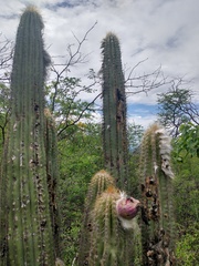 Pilosocereus
