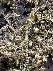 Homalothecium nuttallii