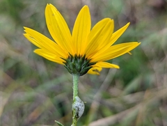 Helianthus occidentalis