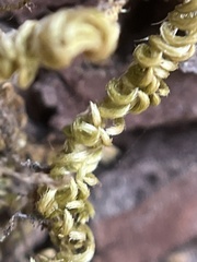 Homalothecium nuttallii