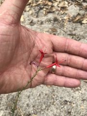 Ipomopsis tenuifolia