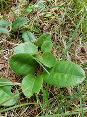 Epigaea