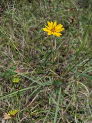 Helianthus occidentalis