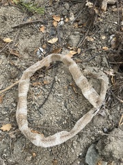 Lampropeltis californiae
