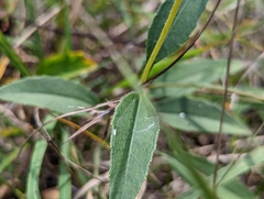 Helianthus occidentalis