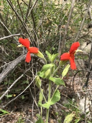 Erythranthe cardinalis