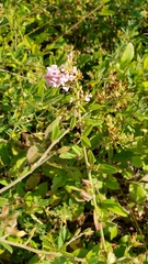 Lespedeza violacea