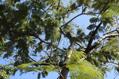 Leucaena diversifolia