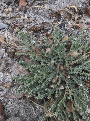Euphorbia polycarpa