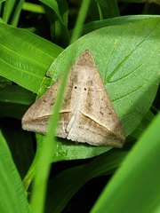 Mocis frugalis