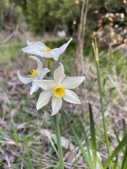 Narcissus