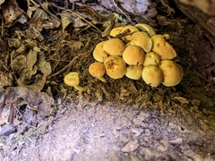 Hypholoma fasciculare