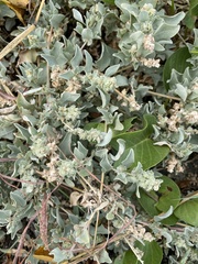 Atriplex maximowicziana