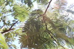 Leucaena diversifolia
