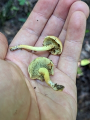 Hypholoma fasciculare