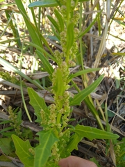 Rumex salicifolius