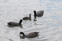 Fulica americana