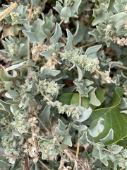 Atriplex maximowicziana