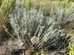 Artemisia frigida