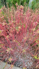 Euphorbia davidii