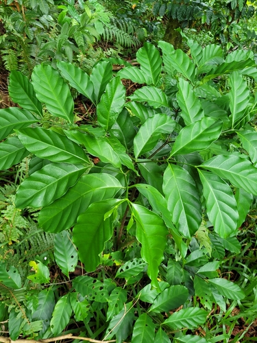 Funtumia elastica observed 2022-09-18