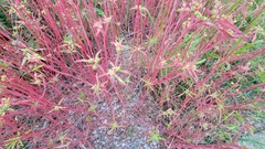 Euphorbia davidii