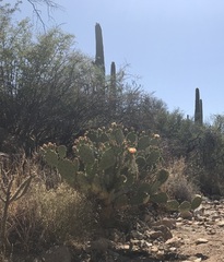 Opuntia engelmannii