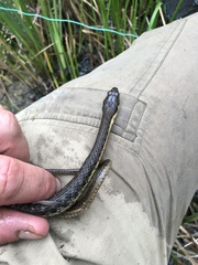 Thamnophis hammondii
