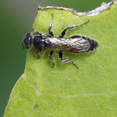 Tiphiinae