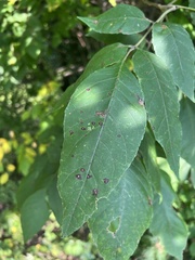 Mycosphaerella fraxinicola