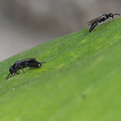 Tiphiinae