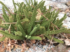 Horkelia clevelandii