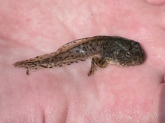 Anura