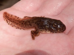 Anura