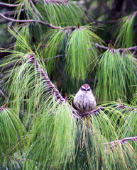 Oriturus superciliosus