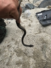 Thamnophis hammondii