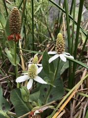 Anemopsis californica