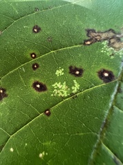 Mycosphaerella fraxinicola