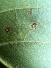 Mycosphaerella fraxinicola