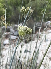 Asclepias subulata