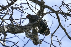 Buteogallus schistaceus