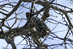 Buteogallus schistaceus