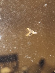 Glaphyria fulminalis