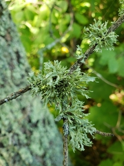 Ramalina americana