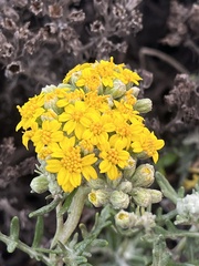 Eriophyllum