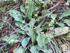 Anemopsis californica
