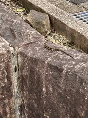 Plestiodon finitimus